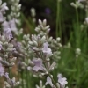 Lavandula angustifolia 'Clarmo' -- Lavendel